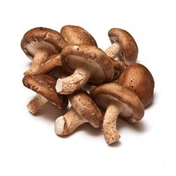 Seta shiitake BIO