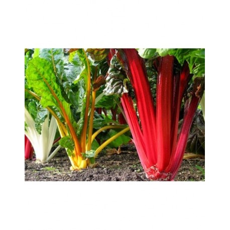 Acelga blanca y color ECO,precio por kg