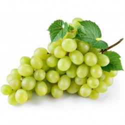 Uva Blanca Ecologica