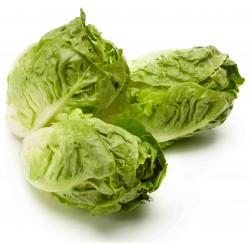 Cogollo lechuga BIO,precio por unidad