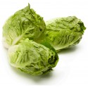 Cogollo lechuga BIO,precio por unidad
