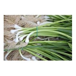 Ajo tierno, manojo 200 grs. aprox.