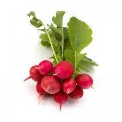 Rabanito BIO, precio manojo