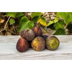 Higo verde/negro BIO, precio 100 grs.