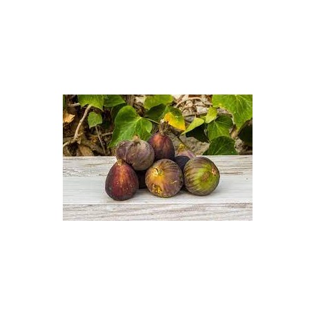 Higo verde/negro BIO, precio 100 grs.