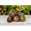 Higo verde/negro BIO, precio 100 grs.