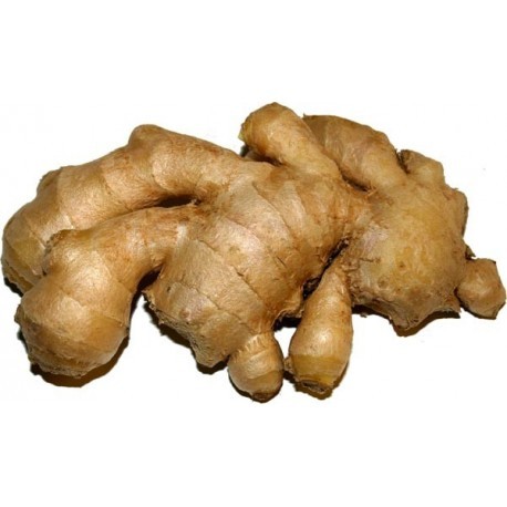 Jengibre BIO Kg