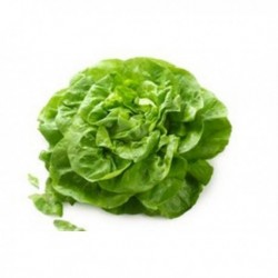 Lechuga batavia BIO (Navarra) unidades