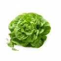 Lechuga batavia BIO (Navarra) unidades