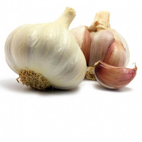 Ajo BIO (Granada) el Kg